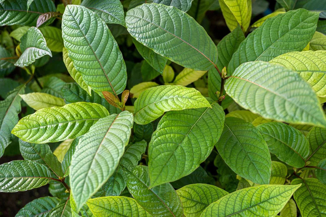 Kratom Kulture 7-HYDROXYMITRAGYNINE Tablets: Premium Quality and Affordability Combined